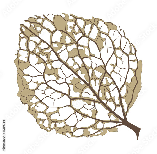 hydrangea half-decayed leaf