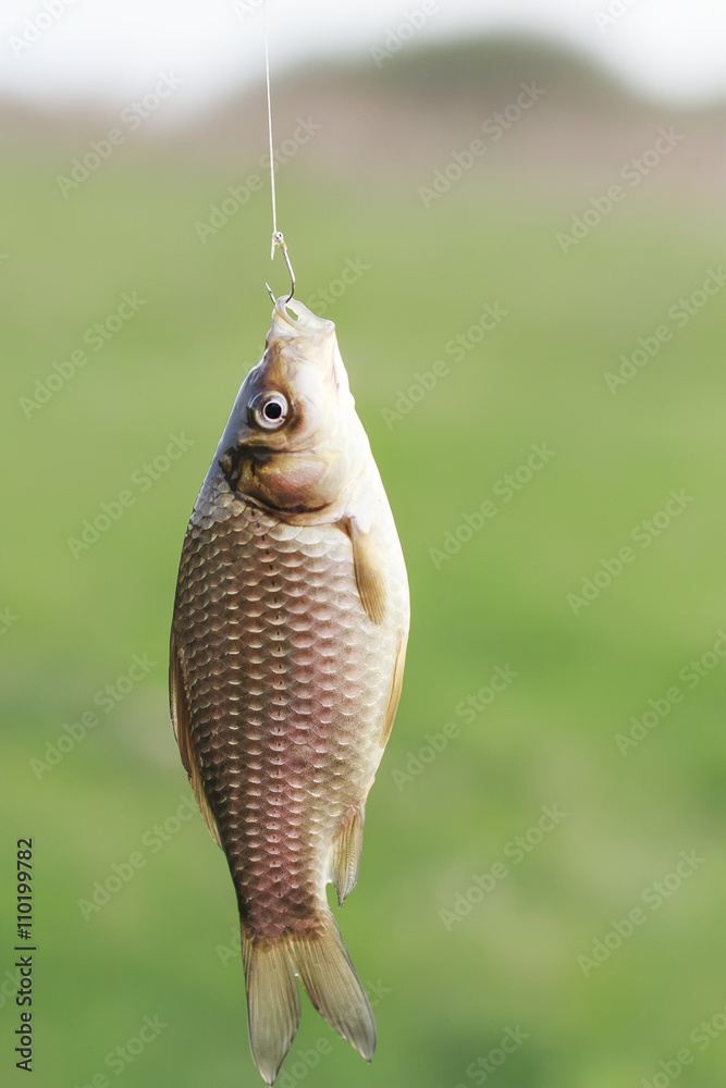 fish of yellow crucian carp hanging on a hook caught by a fisherman Stock  Photo