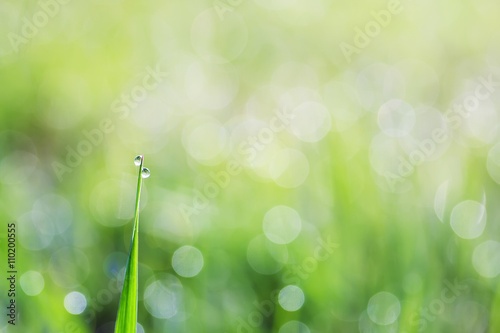 floral nature background with fresh green grass with dew