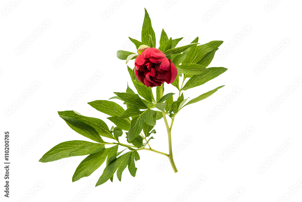 peony bud isolated peony bud isolated
