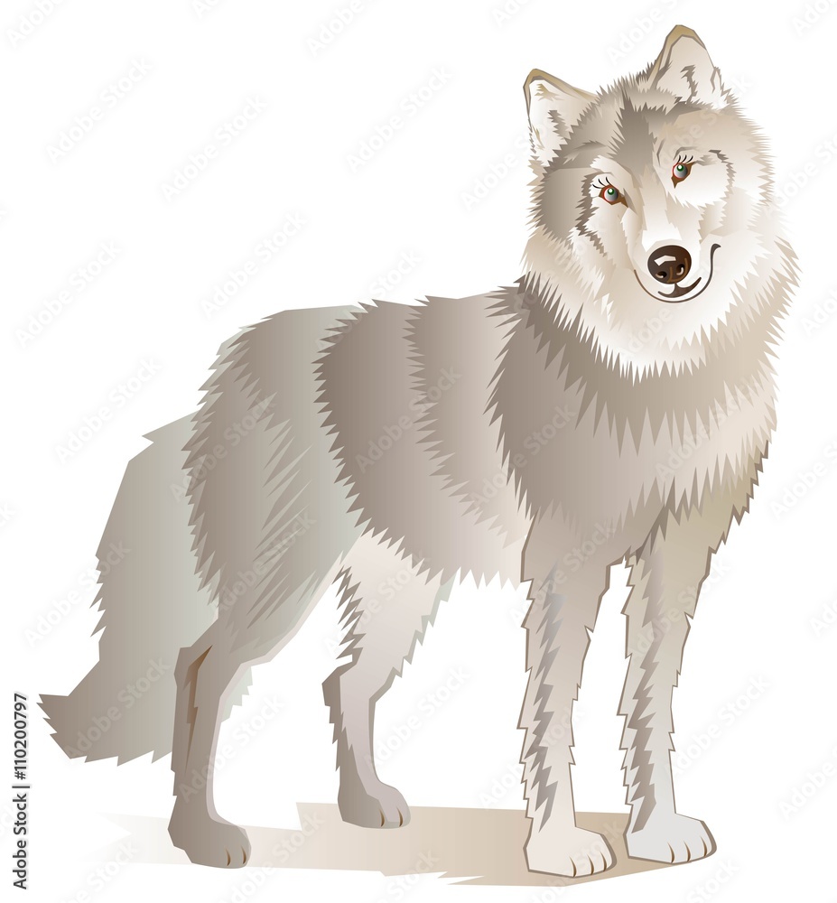 Illustration of standing gray wolf, vector cartoon image. Stock Vector |  Adobe Stock