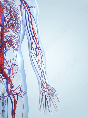 Vascular system, artwork