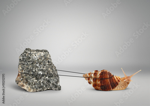 Snail pulling big stone, slowly persistence concept photo