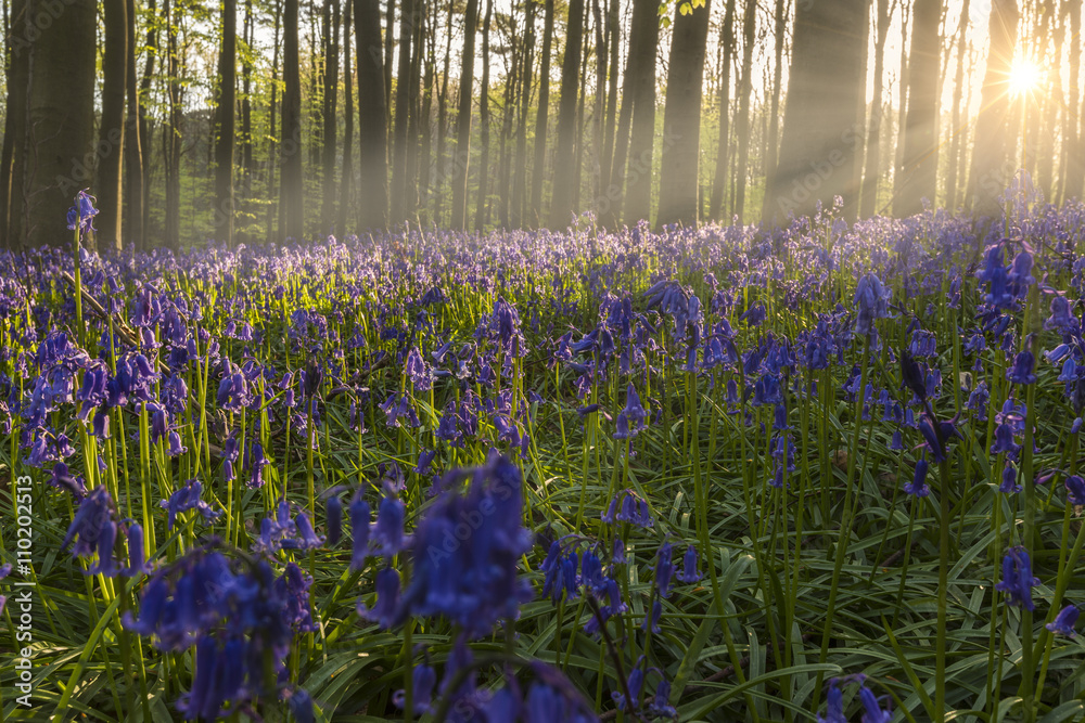 Fototapeta premium bluebell forest - bois de hal - Hallerbos