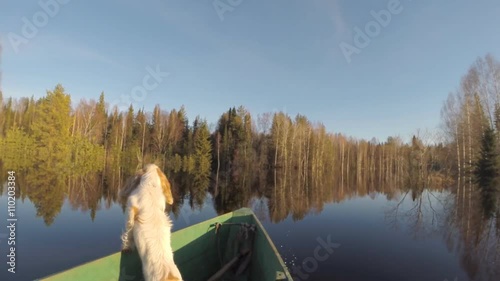 Dog Floating in Boat During Flood. In a boat during a spring flood in the forest floats the dog. The Spaniel looks at nature

