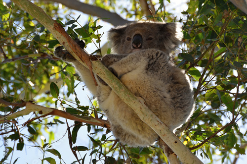 Fototapeta Naklejka Na Ścianę i Meble -  Koala sitting on eucalyptus of  tree in Australia in nature 