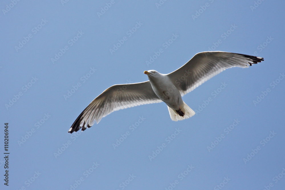 Seagull flying Seagull flying