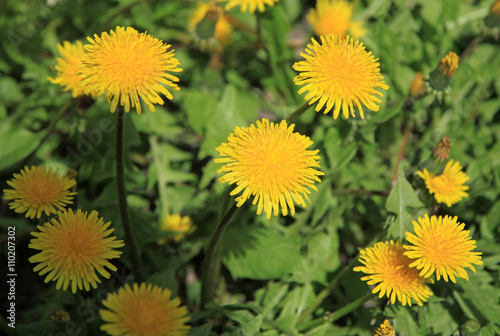 Yellow dandelions on the green field in spring