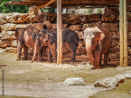 Canvas Print Asian elephants, Jerusalem Biblical Zoo in Israel
