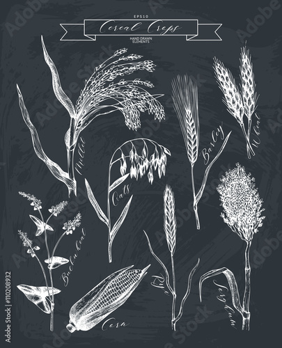 Vector collection of hand drawn cereal crops sketches. Vintage set of industrial crops illustration. Farm fresh and locally grown organic products on chalkboard