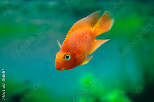 Red Blood Parrot Cichlid in aquarium plant green background. Goldfish, funny orange colorful fish - hobby concept © oleg_p_100