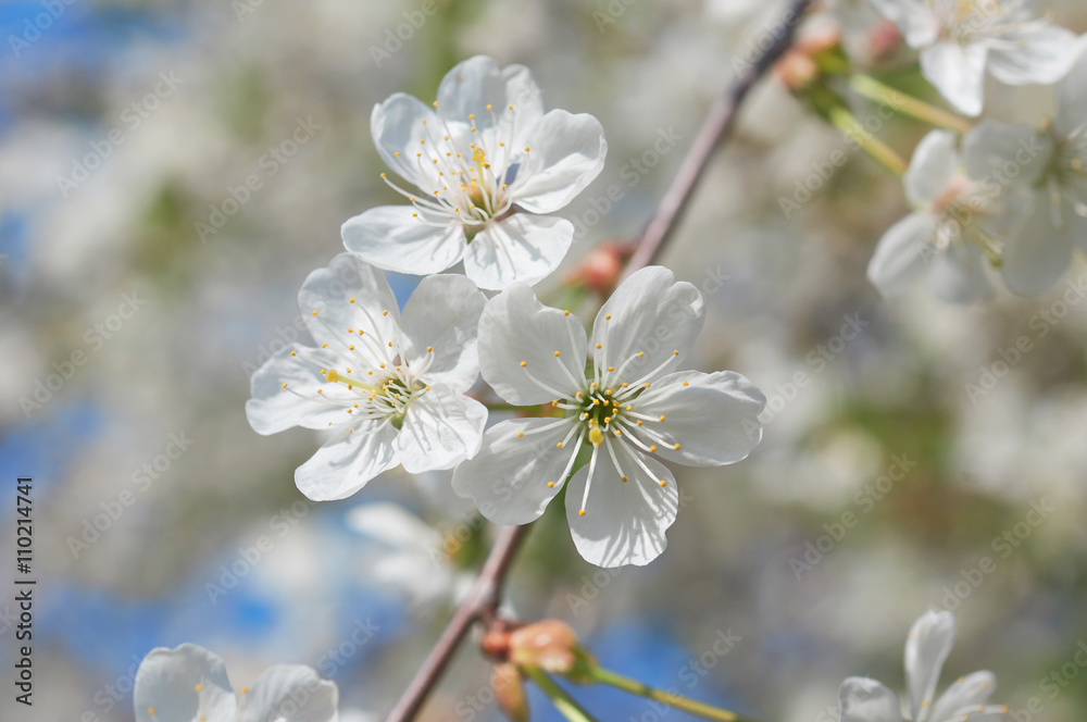 Fototapeta premium White cherry blossom
