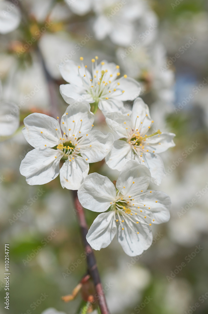 White cherry blossom