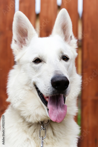 White Swiss shepherd dog, wooden fence on background