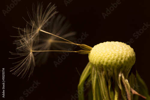 Detail of the Dandelion 