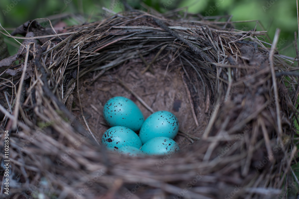 Obraz premium Bird's nest.