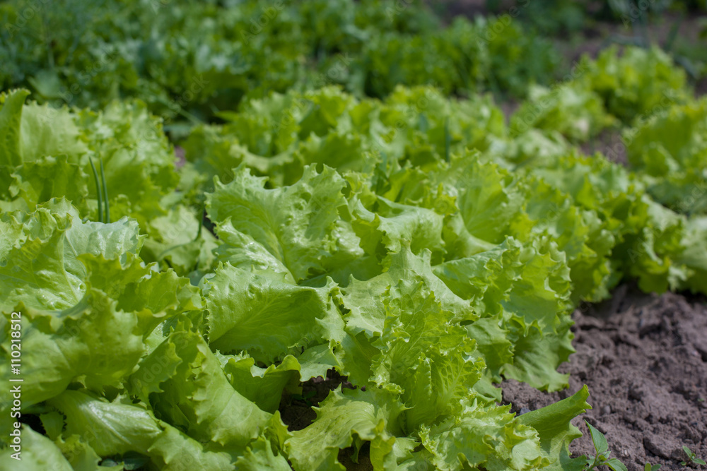 salad in garden salad in garden
