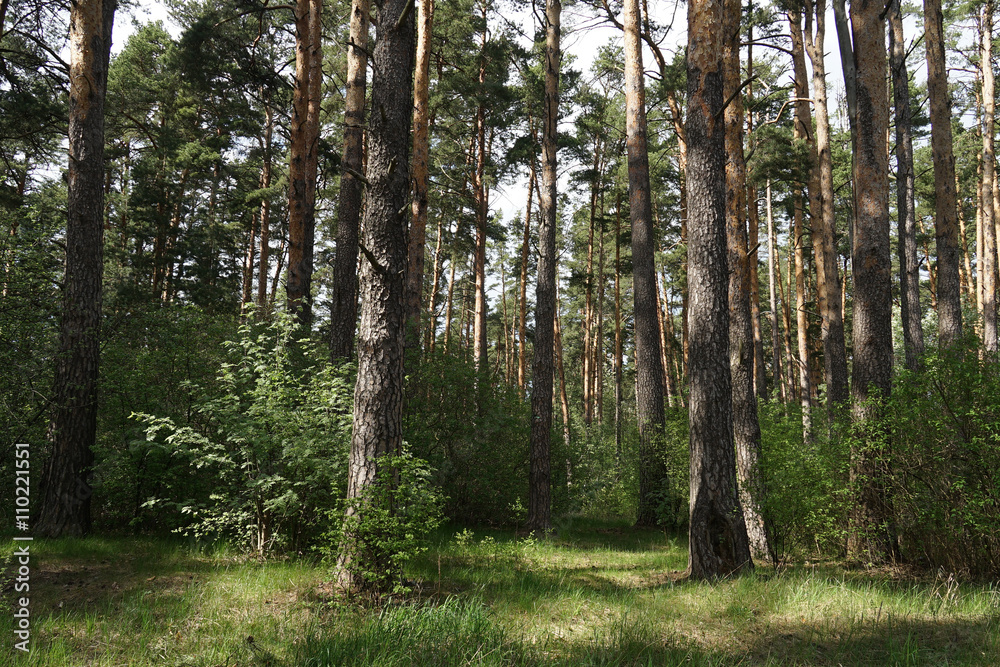 Fototapeta premium forest