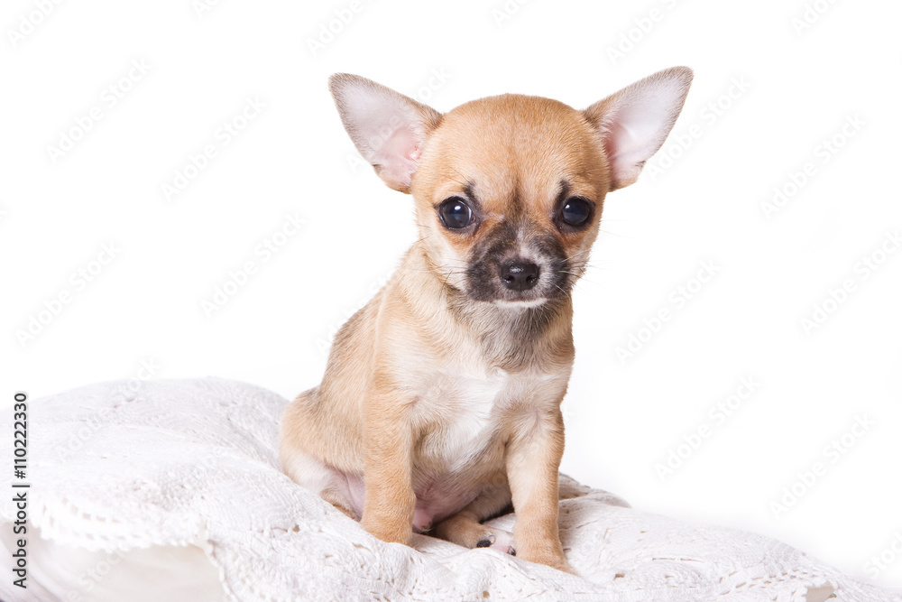 Beige chihuahua puppy dog on a pillow (isolated on white) Beige chihuahua puppy dog on a pillow (isolated on white)