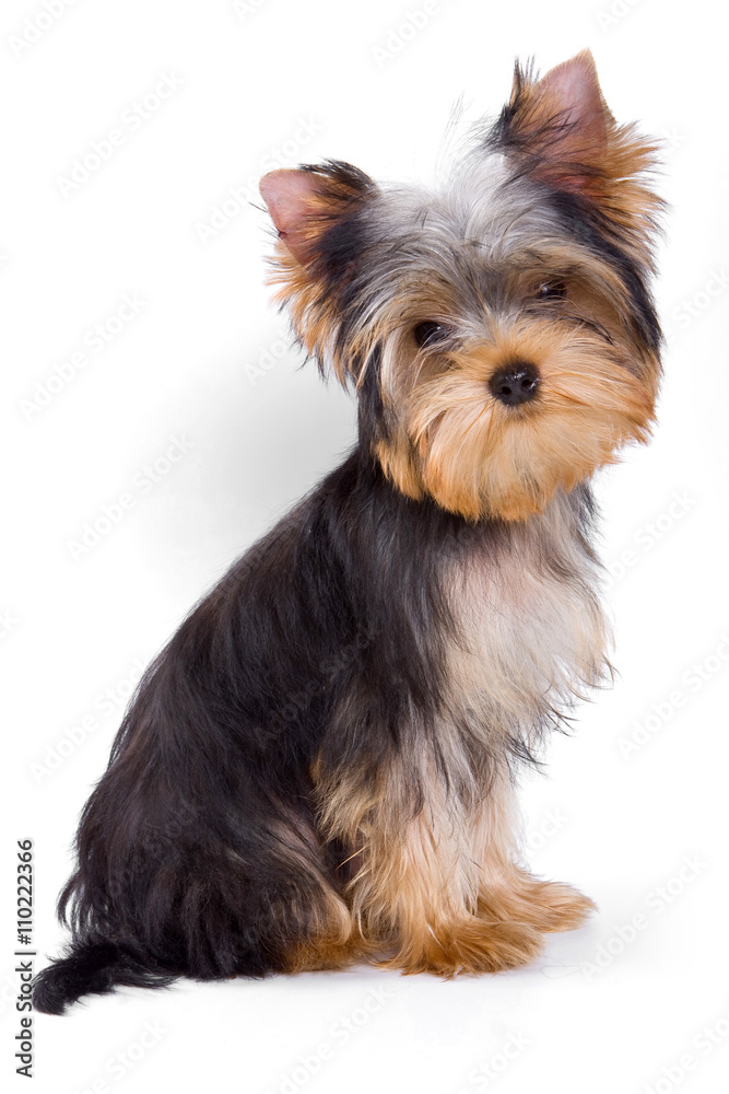 Puppy dogs York looking at the camera (isolated on white) Puppy dogs York looking at the camera (isolated on white)