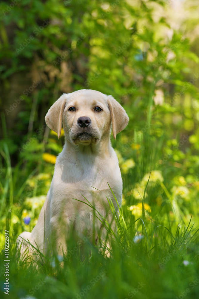 Labradorwelpe