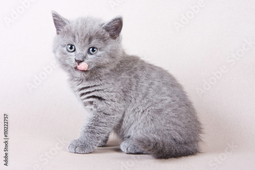 Gray British kitten licked