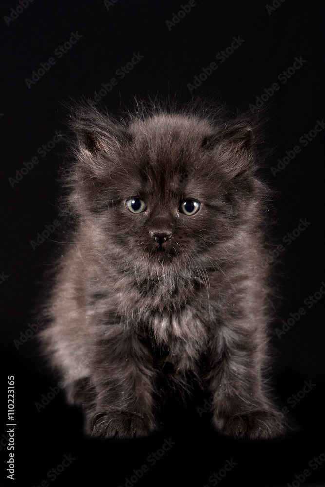 Black fluffy kitten on a black background