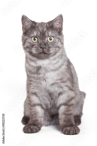 Fluffy gray cat (isolated on white)