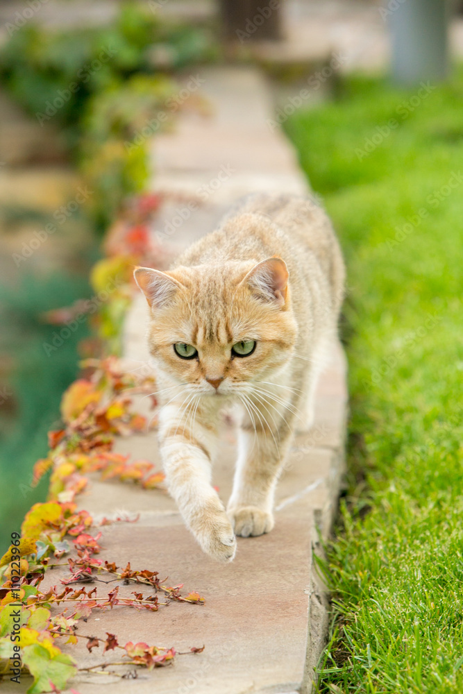 Cat in the Green Grass in Summer. Beautiful Red Cat with Yellow Eyes in Summer Sun Rays Outdoor Cat in the Green Grass in Summer. Beautiful Red Cat with Yellow Eyes in Summer Sun Rays Outdoor