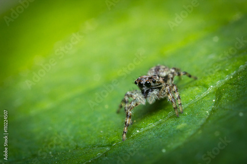 Jumping Spider Macro © Ezume Images