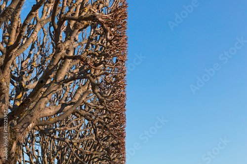 blue sky with tree branches. abstract background. ecology concept. 