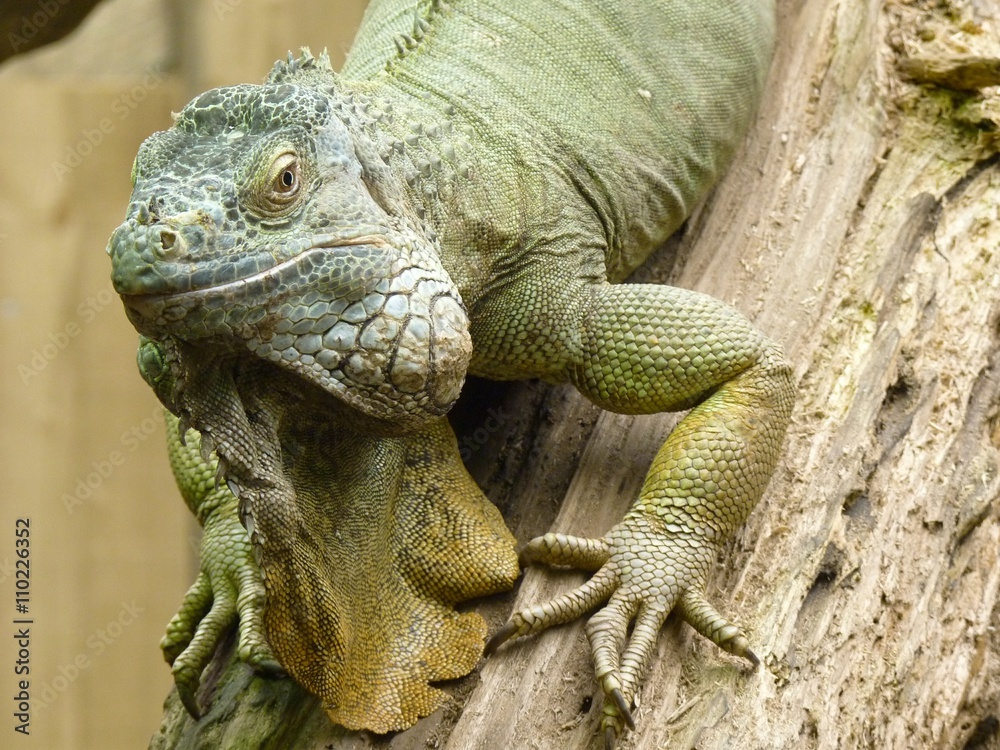 Fototapeta premium Iguane vert