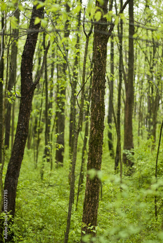 Peaceful walk through the woods