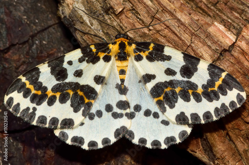 The magpie moth (Abraxas grossulariata). British insect in the family Geometridae, the geometer moths photo