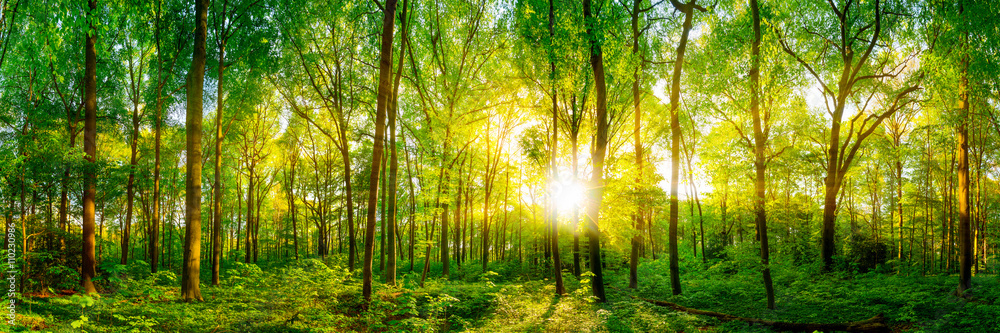 Naklejka premium Lasowa panorama w słońcu