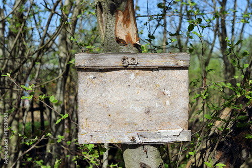empty wooden plaque in the green forest. Spring. blossom leaves. blue sky. sunny day. limited depth of field.
