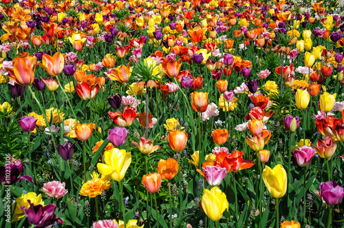 Tulips. Glade of  tulips in the park. Keukenhof.  Holland. © krizanovskii