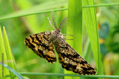 Common heath moth (Ematurga atomaria). British insect in the family Geometridae, the geometer moths photo