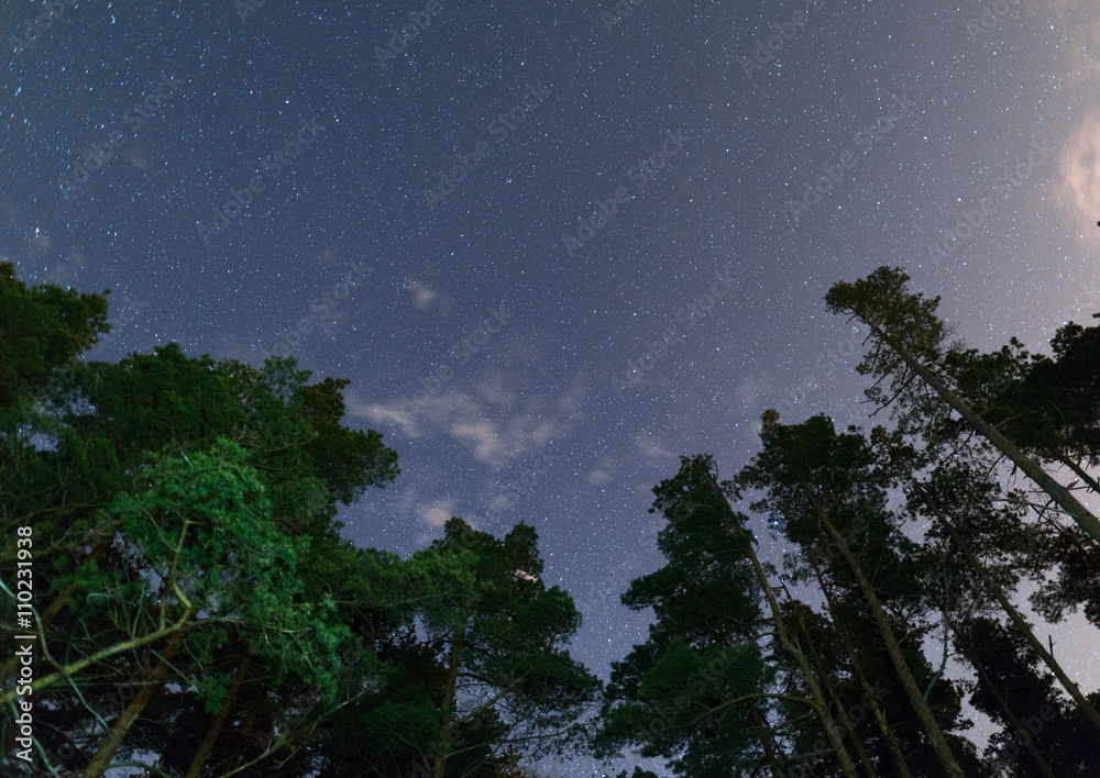 Clear night sky full of stars framed by trees Clear night sky full of stars framed by trees