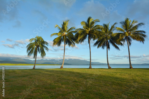 Row of palm trees in Port Douglas Queensland  Australia © Rafael Ben-Ari