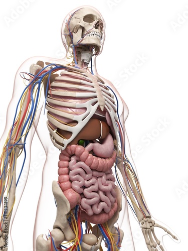 Male anatomy, artwork