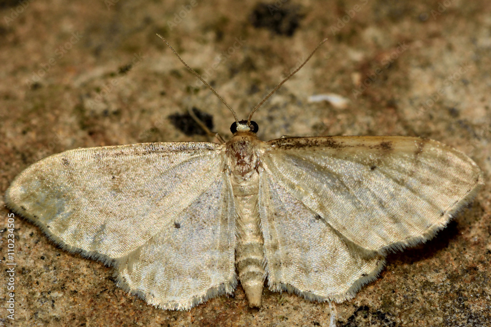 Obraz premium Dwarf cream wave moth (Idaea fuscovenosa). British insect in the family Geometridae, the geometer moths