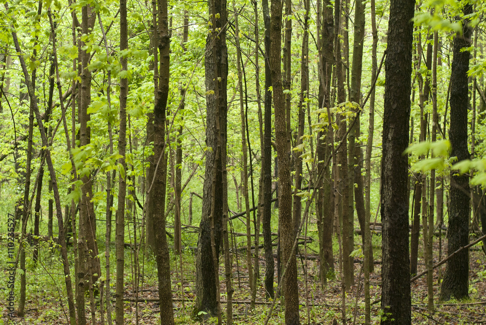 walk in the woods