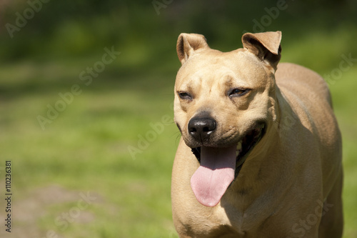 Close-up van hond  Amerikaanse staffordshire terier  staat te hijgen  in park