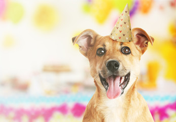 Funny cute dog celebrating his birthday party