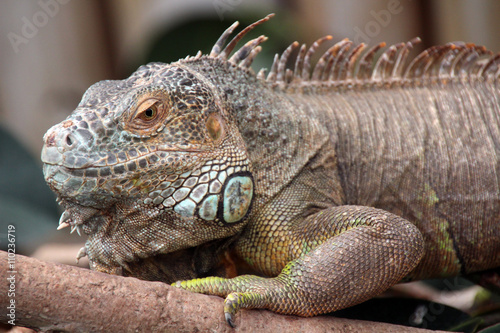Close-up of a Iguana  Iguana iguana 