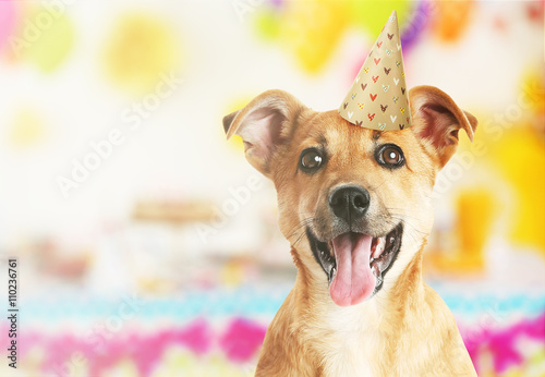 Funny cute dog celebrating his birthday party