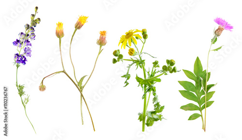 Set of beautiful meadow flowers, isolated on white