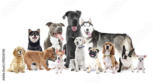 Group of different breed dogs sitting in front, isolated on white