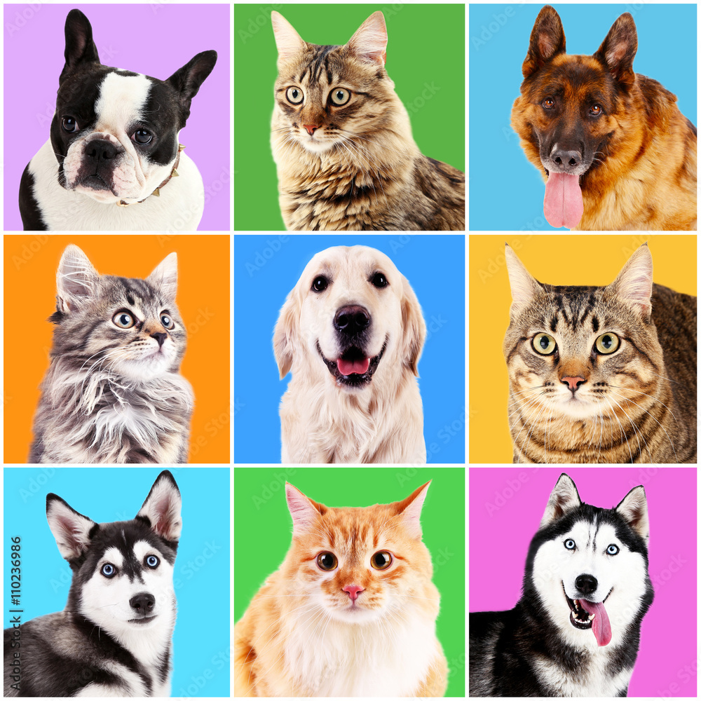 Dogs and cats portraits on bright backgrounds